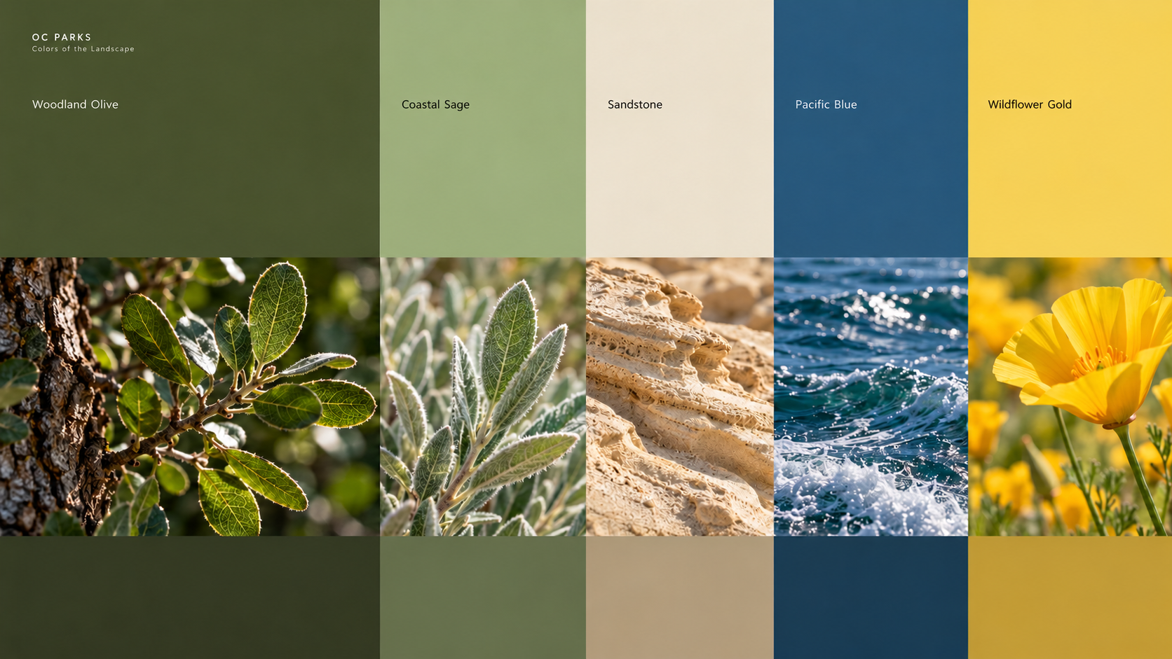 OC Parks color study pairing Woodland Olive, Coastal Sage, Sandstone, Pacific Blue, and Wildflower Gold with oak foliage, sage leaves, sandstone, ocean water, and wildflowers.